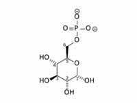 Glucose 6-phosphate