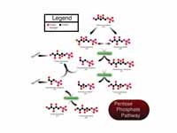 Non-oxidative phase of the pentose ph...
