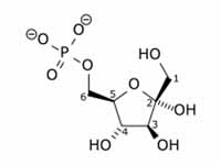 Fructose 6-phosphate