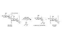 Glycogen phosphorylase reaction