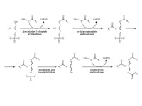 Triacylglycerol biosynthesis by the s...
