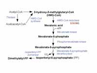 Mevalonate pathway