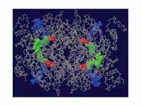 HMG-CoA reductase-Substrate complex (...