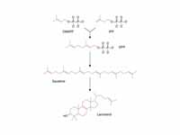 Simplified version of the steroid syn...