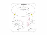 The reactions of the urea cycle.  The...