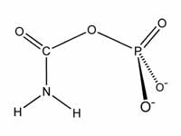 Carbamoyl phosphate