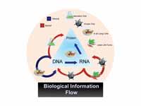Information flow in biological systems