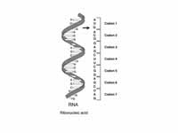 A series of codons in part of a mRNA ...