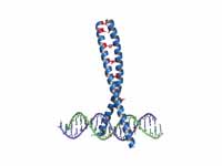 Leucine Zipper (blue) bound to DNA. T...