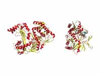 A full-length argonaute protein from ...
