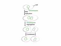 Binary fission