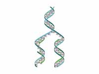 DNA replication. The double helix is ...