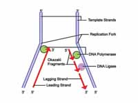 Lagging strand during DNA replication