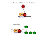 Potential role of Cdc6 at the initiat...