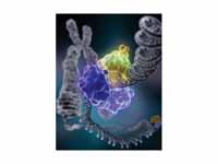 DNA ligase repairing chromosomal damage.