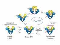 The current mechanochemical model of ...