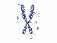 Chromosome.  (1) Chromatid. One of th...