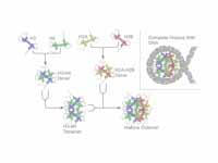 Schematic representation of the assem...