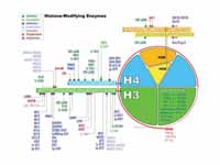 Histone-Modifying Enzymes