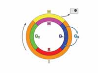 Schematic of the cell cycle. outer ri...