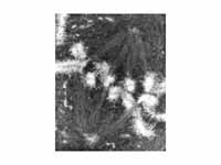 An electron micrograph of a cell duri...