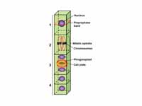 The preprophase band predicts the cel...