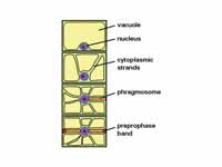 Phragmosome formation in a highly vac...