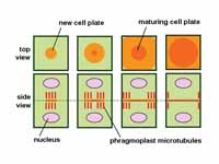 Phragmoplast and cell plate formation...