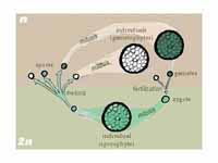 Sporic life cycle