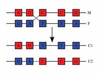 Chromosomal recombination