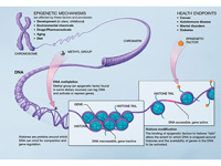Epigenetic mechanisms.