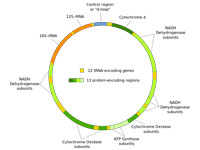 Human mitochondrial DNA