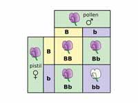 A Punnett square depicting a cross be...