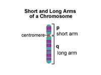 Chromosome arms