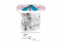 The Synaptonemal Complex. (A) Model o...