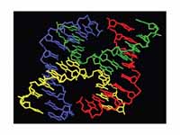 Molecular structure of a Holliday jun...