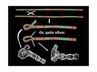 A clay model showing why heterozygous...