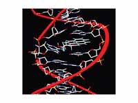 Benzopyrene, the major mutagen in tob...