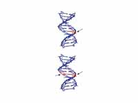 Single strand and double strand DNA d...