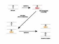 Mutagenesis by 5-bromouracil (5BU)