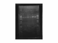 Digital printout of an agarose gel el...