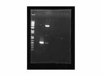 Agarose gel - Lane 1. Commercial DNA ...