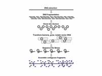 Genomic DNA is fragmented into random...