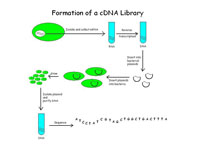 Formation of a cDNA library.
