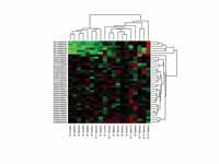 Heat maps of gene expression values a...