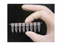 A strip of eight PCR tubes, each tube...
