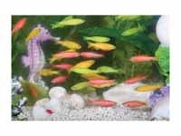 GloFish are a type of zebrafish with ...