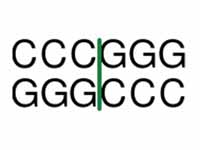 SmaI restriction enzyme recognition s...