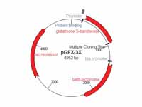 The pGEX-3x plasmid is a popular clon...