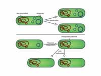 Comparison of non-integrating plasmid...